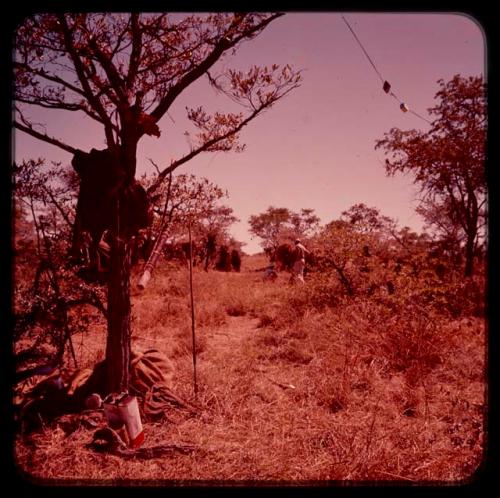 Wire strung between trees