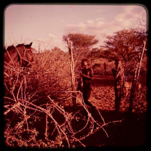 Two boys standing by kraal fence