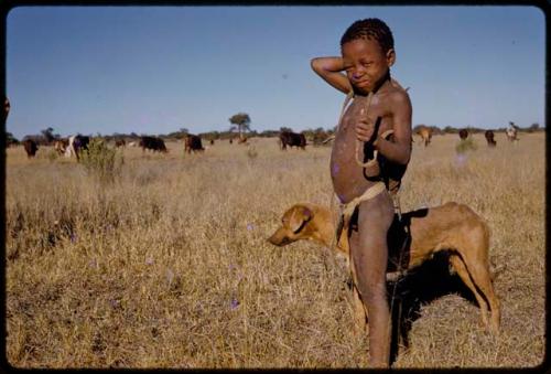 Boy standing with a dog, cattle in background