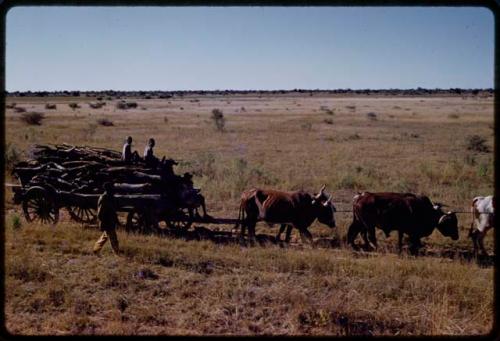 Oxen drawing a cart of wood, people sitting on the cart and one person walking beside