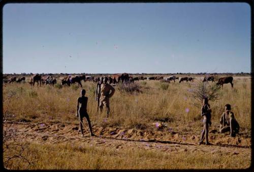 Child herders by a field with cattle in the background