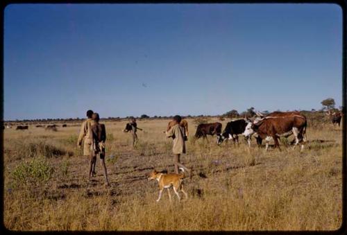 Child herders in a field with cattle in the background