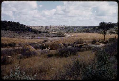 Farmhouses, in the distance