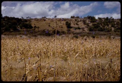 Field of corn