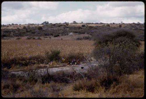 Farm and corn field, people sitting by the road