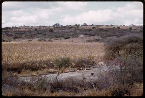 Farm and corn field, people sitting by the road