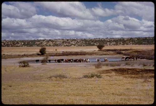 Cattle at a waterhole