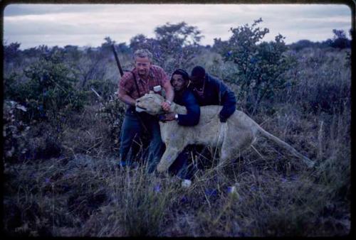 Theunis Berger, Heinrich Neumann, and Philip Hameva holding up a dead lion