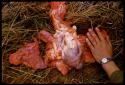 Dissected lion heart, person's hand touching it