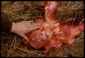 Dissected lion heart, person's hand touching it