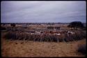 Cattle inside a kraal in a village