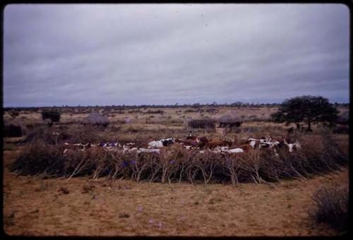 Cattle inside a kraal in a village