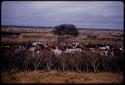 Cattle inside a kraal in a village