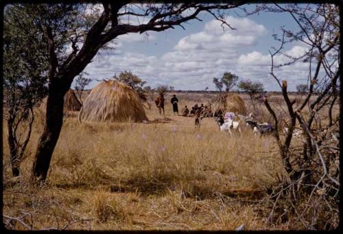 People sitting by huts, goats in the foreground