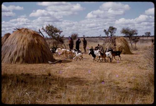 People sitting by huts, goats in the foreground