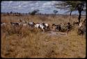 Boy herdsman watching a group of goats