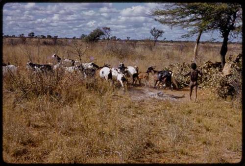 Boy herdsman watching a group of goats