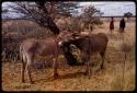 Two donkeys standing in grass