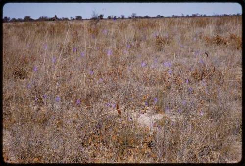 Bean pods in a field