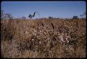 Bean pods in a field