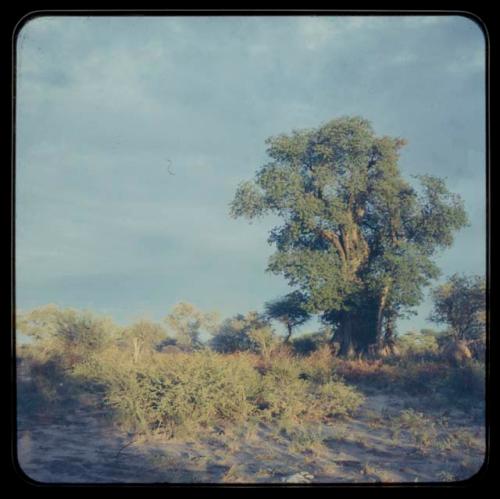 Skerms under baobab trees