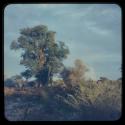 Skerms under baobab trees