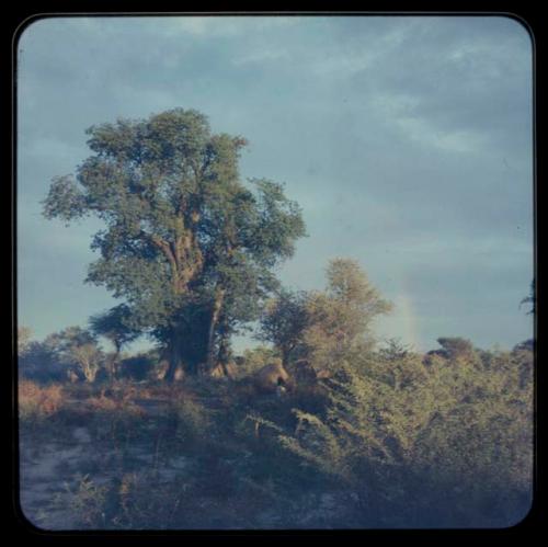 Skerms under baobab trees