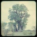 Skerms under baobab trees