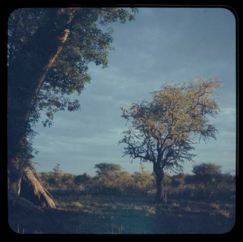 Trees, with baobab trees on left