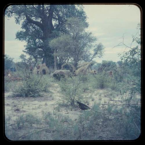 Skerms under baobab trees