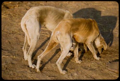 Two dogs standing