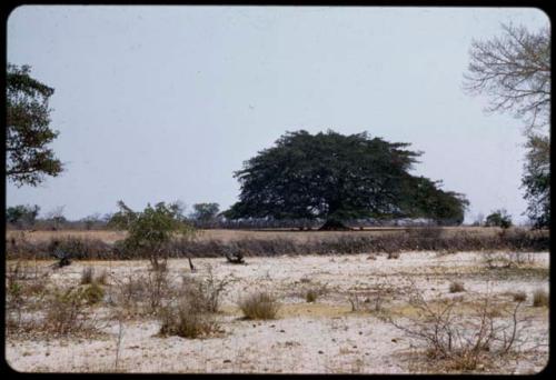 Large tree on the land of Queen of Kwangama