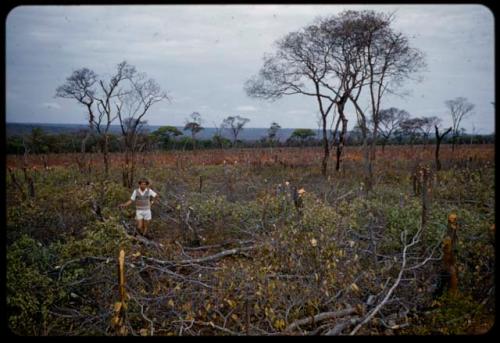 Man standing in the middle of a slash and burn area