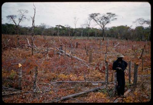 Philip Hameva standing in a slash and burn area