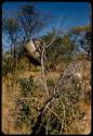 Gourd hung in a tree