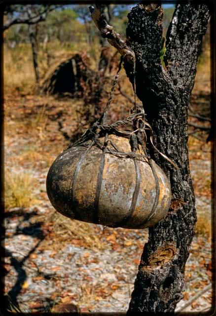 Gourd hung in a tree, close-up