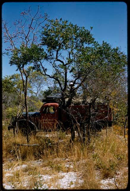 Expedition truck parked under trees