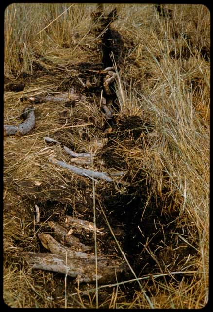 Logs in ruts left by expedition truck crossing the Oshimporo omuramba, close-up