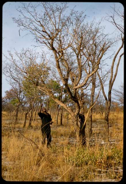 Philip Hameva picking poison pods from a tree to take to ≠Toma