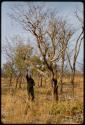 Philip Hameva picking poison pods from a tree to take to ≠Toma