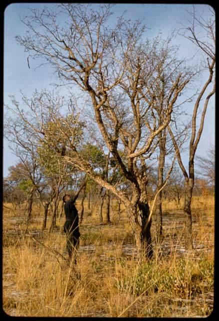 Philip Hameva picking poison pods from a tree to take to ≠Toma