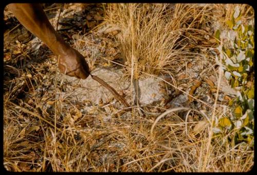 Philip Hameva's hand holding a poison pod, close-up