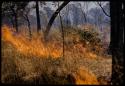 Brush fire, close-up