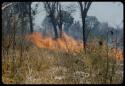 Brush fire