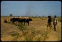 Men from Elia's kraal standing next to oxen pulling a sled