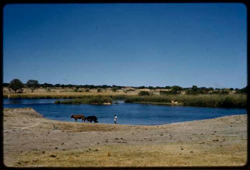 Man herding cattle along the Okavango River