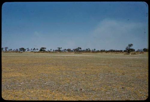 Palm trees along the Okavango River, distant view