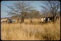 Men standing, waiting to be paid by Mr. Kruger for work on a fire break, distant view