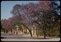 Street lined with jacaranda trees in bloom