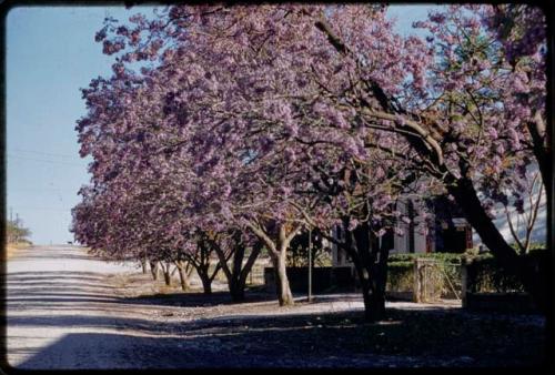 Street lined with jacaranda trees in bloom